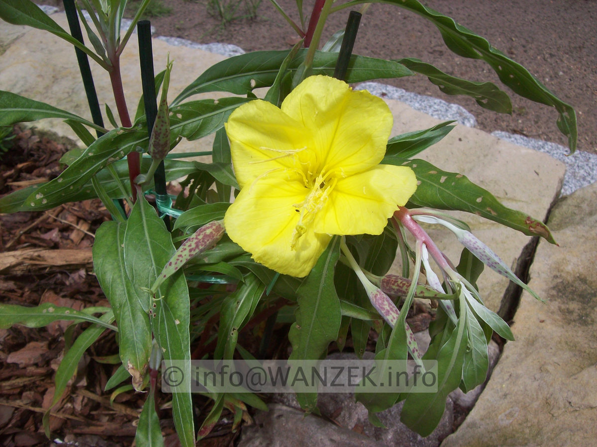 Oenothera missouriensis 01.JPG